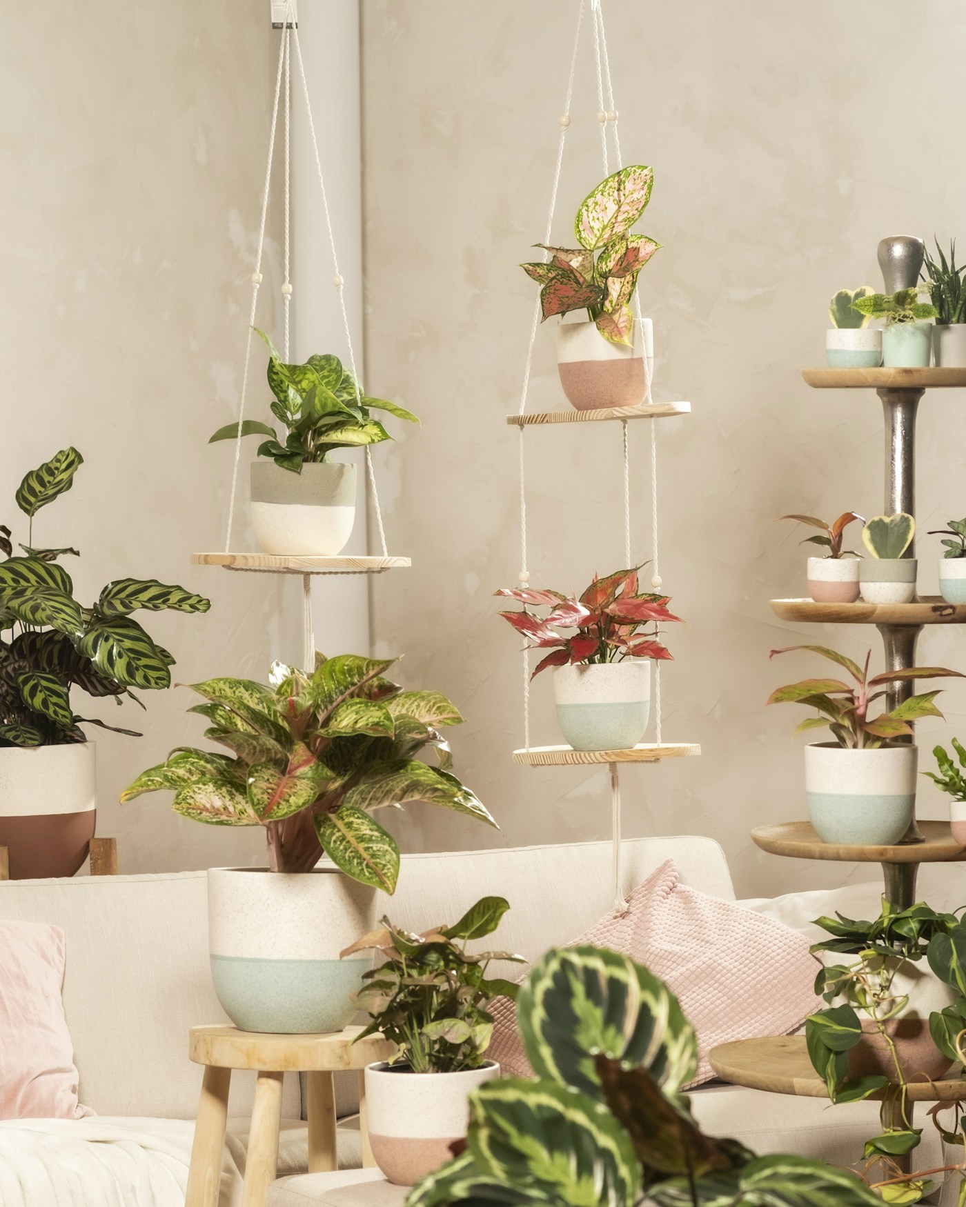 Conjunto de plantas de interior en macetas, con follaje verde y púrpura.