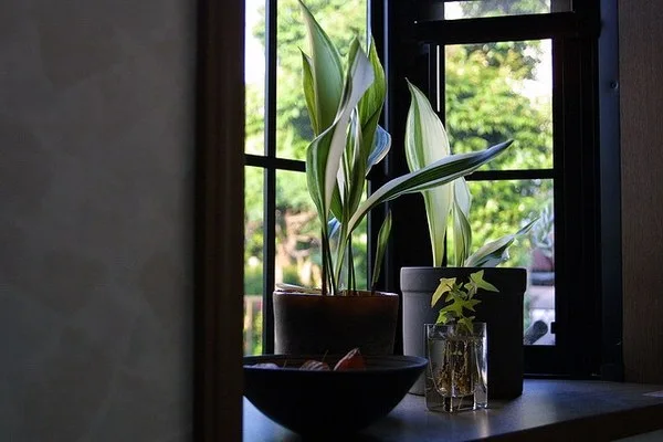 Aspidistra de hojas alargadas junto a una ventana.