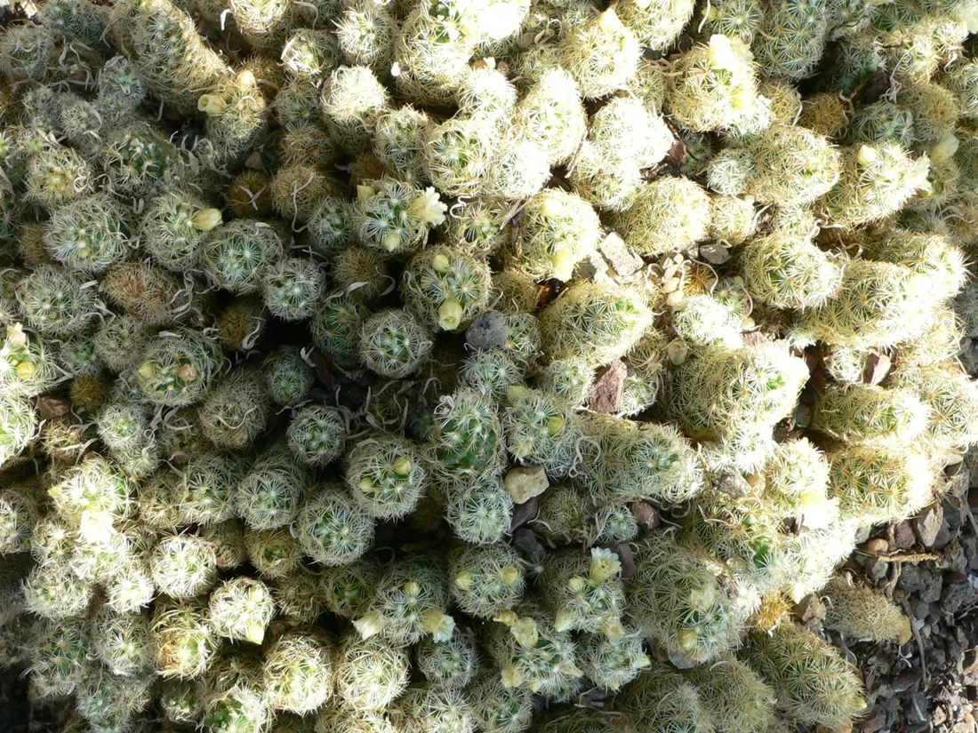 Grupo de tallos cilíndricos con espinas de Mammillaria elongata.