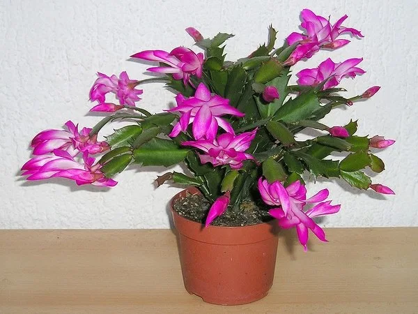 Schlumbergera truncata en maceta con numerosas flores rosas.