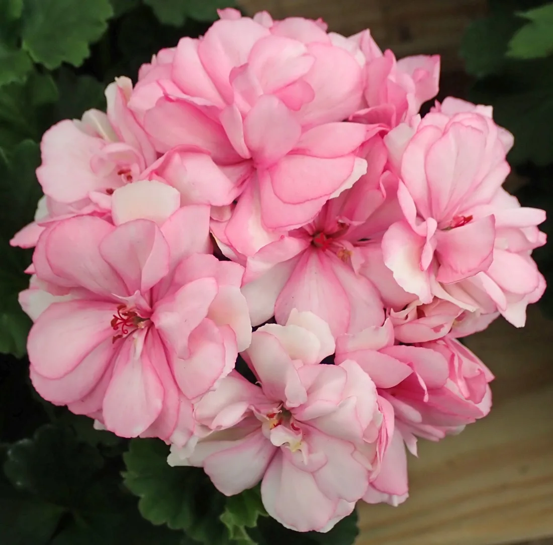 Geranio zonal de la variedad Survivor Paperbloom en flor.