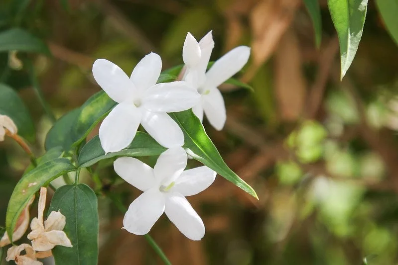 Detalle de flores blancas y hojas del jazmín común.