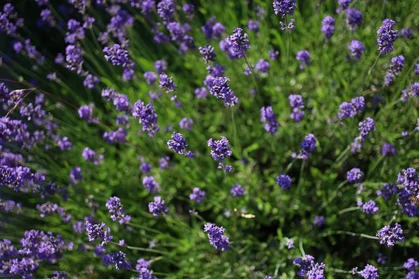 Espigas de flores violetas de Lavandula angustifolia.