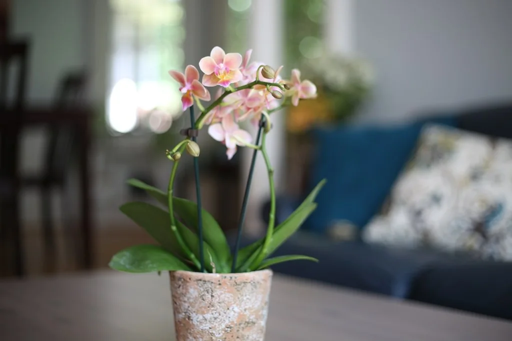 Phalaenopsis miniatura en maceta, con hojas basales y flores claras.