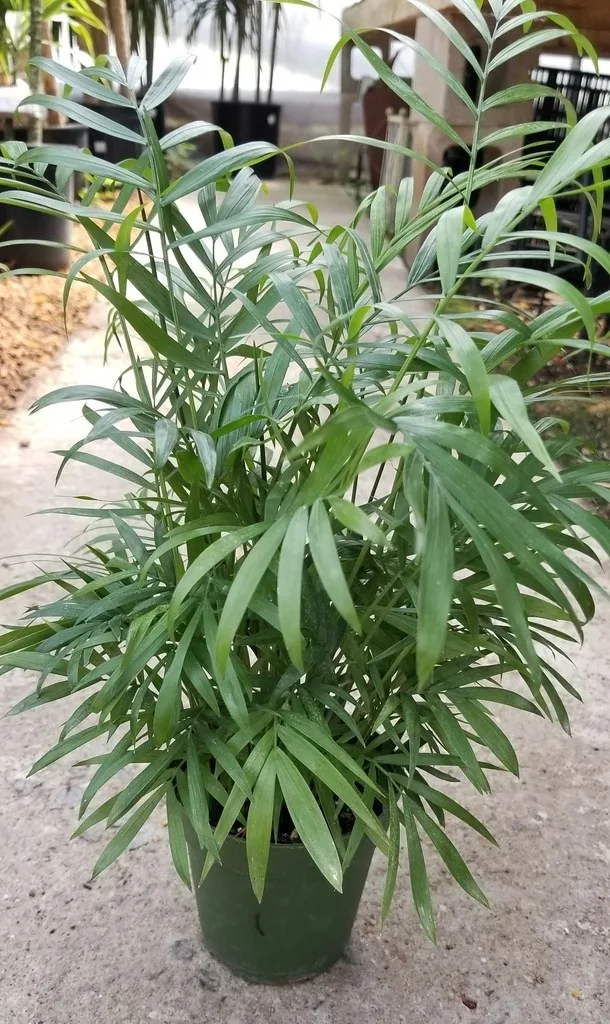 Palmera de salón en maceta con frondas verdes arqueadas.