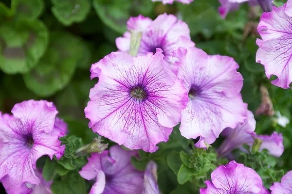 Flores de petunia rosadas y blancas con venas violetas.