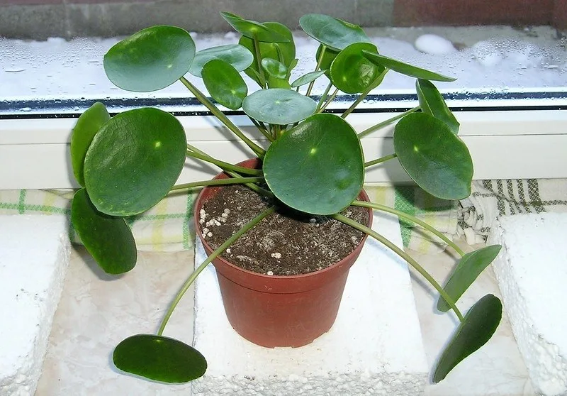 Pilea peperomioides de hojas redondas en una maceta junto a una ventana.