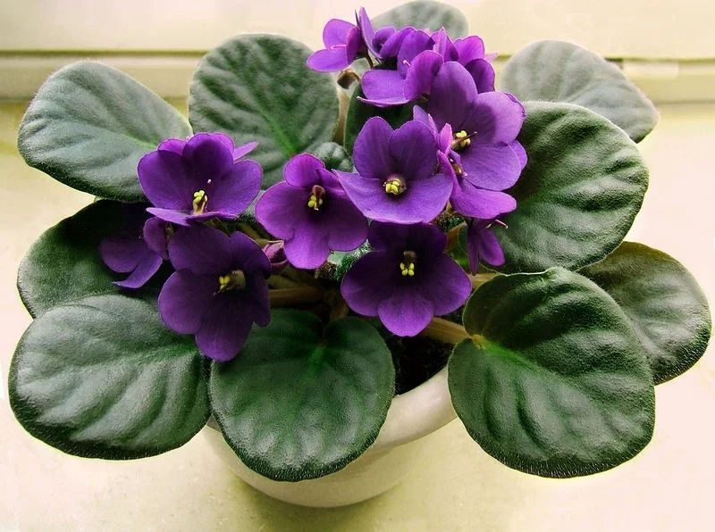 Violeta africana en maceta, con hojas aterciopeladas y flores violetas.